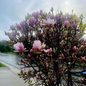 Things that are Lovely